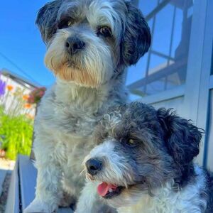 Team Page: Team Oreo and Smokie!